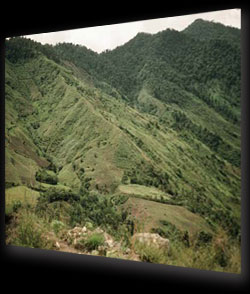 Destroyed Tropical Rainforest cut trees on ground . RM stock photo taken at Santiago, Rio Santiago, Ecuador. 